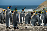 Picture 'Ant1_1_00366 Aptenodytes Patagonicus, King Penguin, Penguin, Antarctica and sub-Antarctic islands, Falkland Islands, Saunders Island'